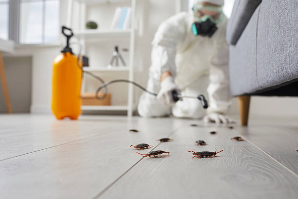 Post-Treatment Bed Bug Interceptor Monitoring in Cottonwood